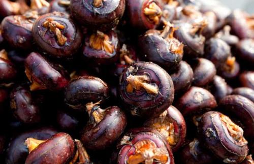 小时候常见又叫不上名的动植物,你们老家怎么说?满满的童年回忆