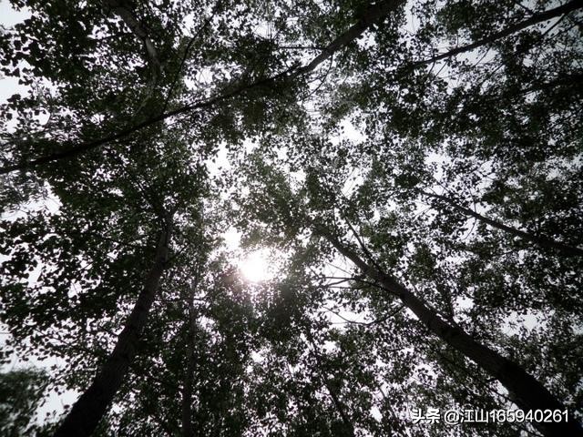 天然大钓场,天然氧吧钓场