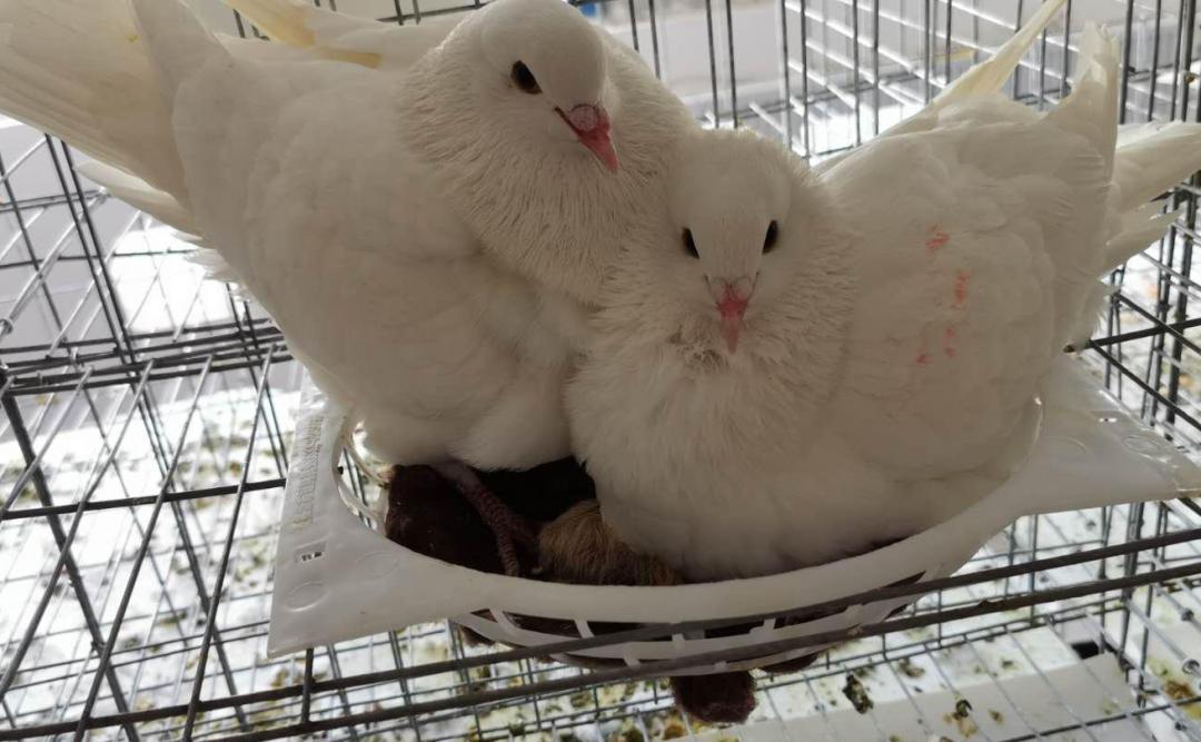 小鸽子放飞为什么没回来呢,小鸽子放飞了会回来吗