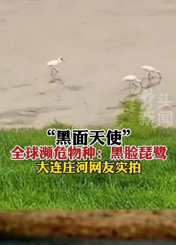 全球十大濒危物种,2024年国家珍贵濒危鸟类