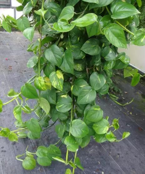 剪个花枝就能开花的植物,枝条就能存活的盆栽植物