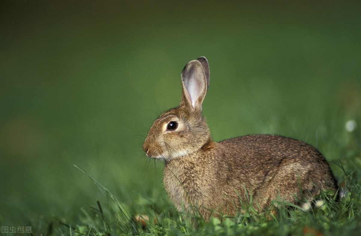 养兔知识:兔子脚上长癣是什么病