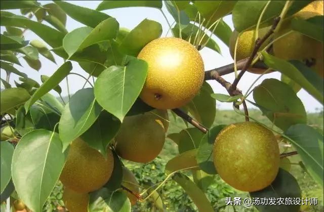 鲁家村田园综合体案例,10个日本田园综合体案例