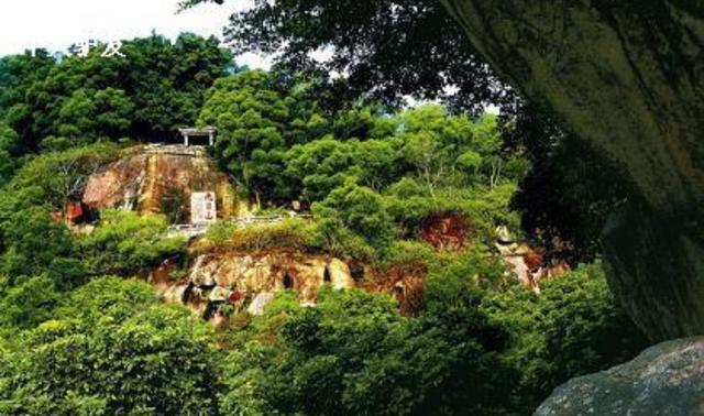 日照直播,日照绿茶价格表