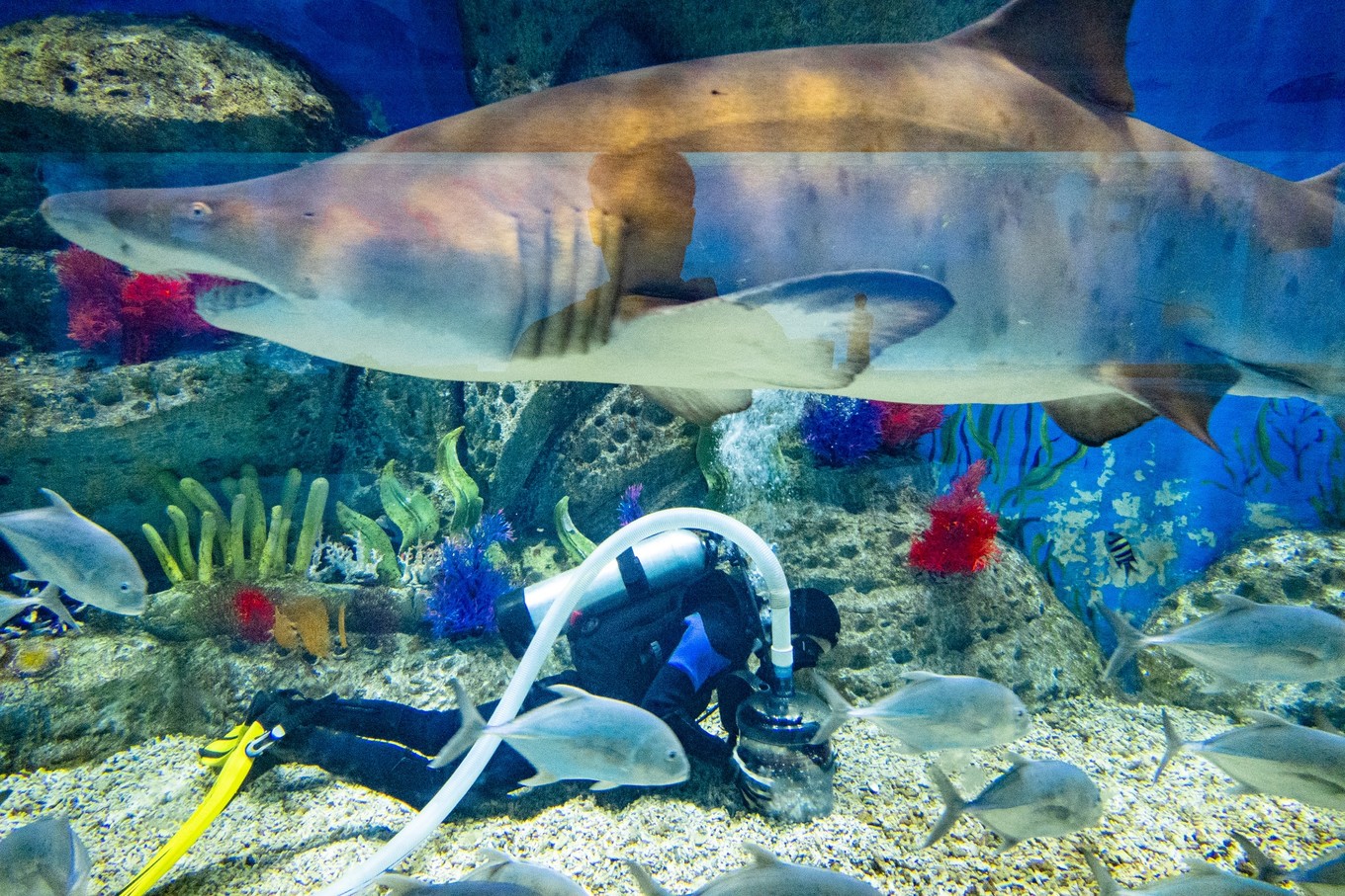 三亚学潜水机构推荐,三亚学潜水哪个最专业