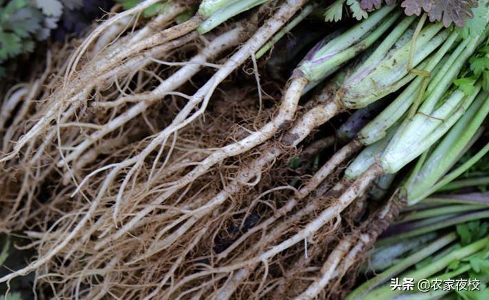 香菜根用土能栽活吗,无土栽培香菜根怎么处理
