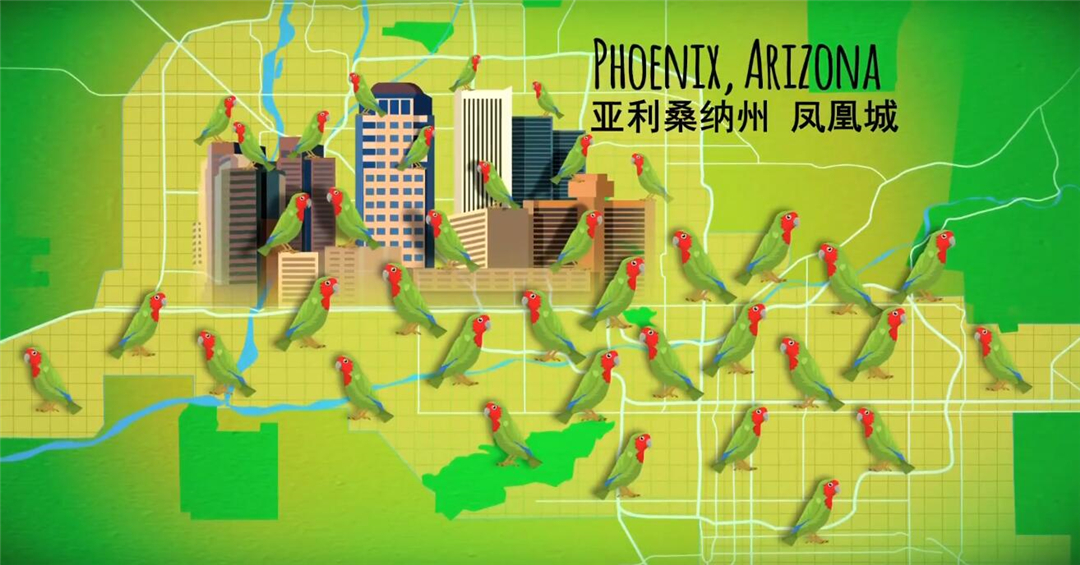 非洲鹦鹉住进仙人掌？从宠物变野生种群，占领一座城市