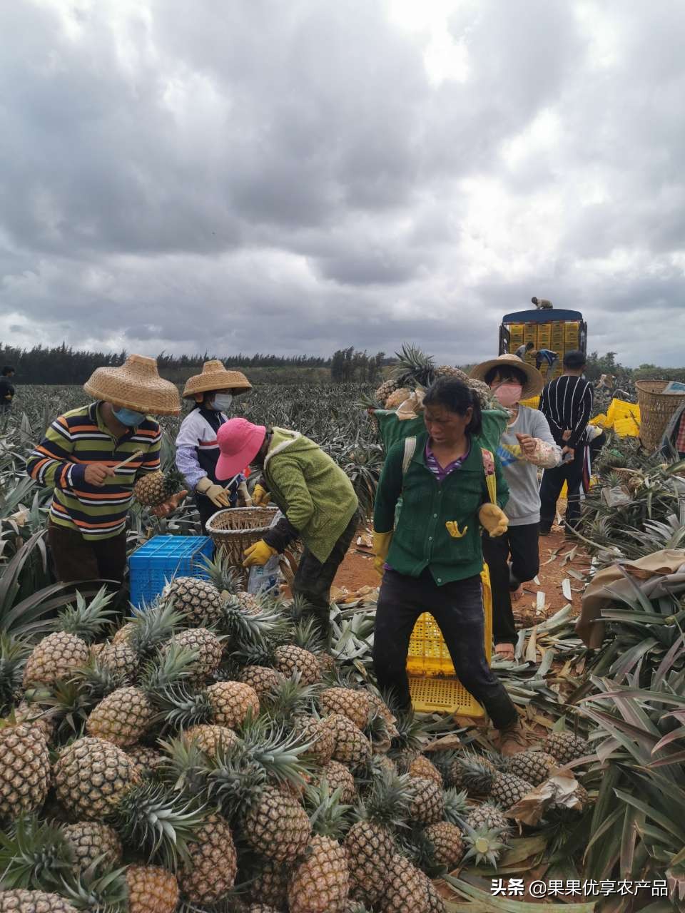 金钻凤梨成熟上市时间,金钻凤梨叶子有没有刺