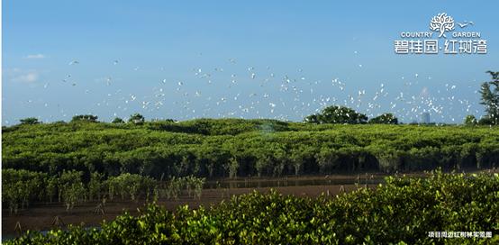 广西钦州碧桂园红树湾房价,钦州市碧桂园红树湾6号楼80平