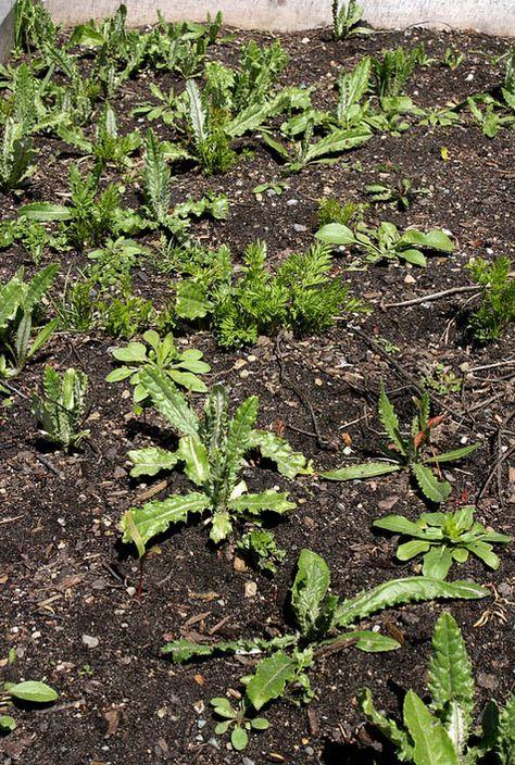 怎么检测土壤有没有肥力,如何判断土壤肥力好不好