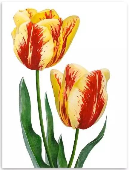 超写实绘画真实吗,超写实的植物绘画