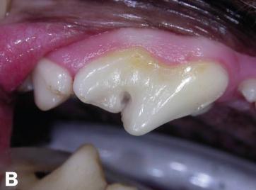 小狗口腔有臭味是怎么回事,小狗闻到气味一直叫