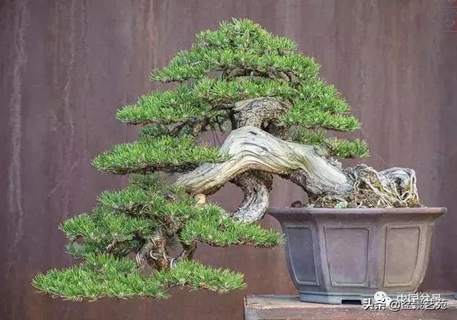 回旋飘枝盆景,带飘枝的室外盆景