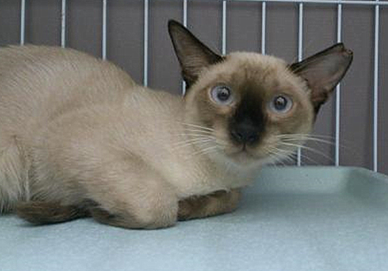 猫咪绝育之后为啥还会乱尿,猫咪绝育之后会不自信吗