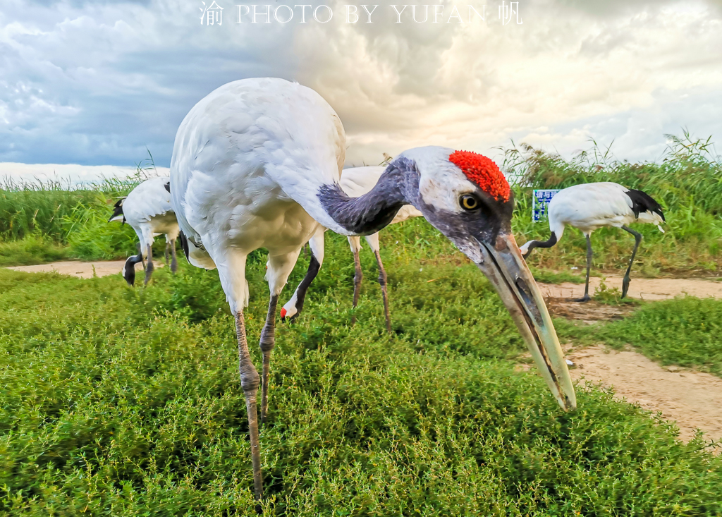 吉林丹顶鹤之乡,马云长白山