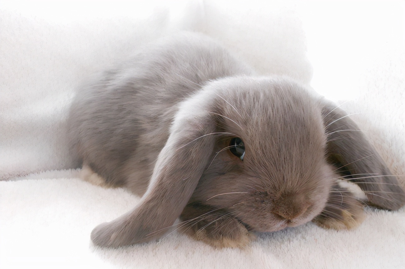 兔子身上长兔癣是怎么回事,兔子长癣用碘伏可以擦好吗