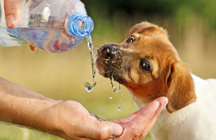 狗狗为什么不能吃咸呢,狗狗有时吃得比较咸怎么缓解