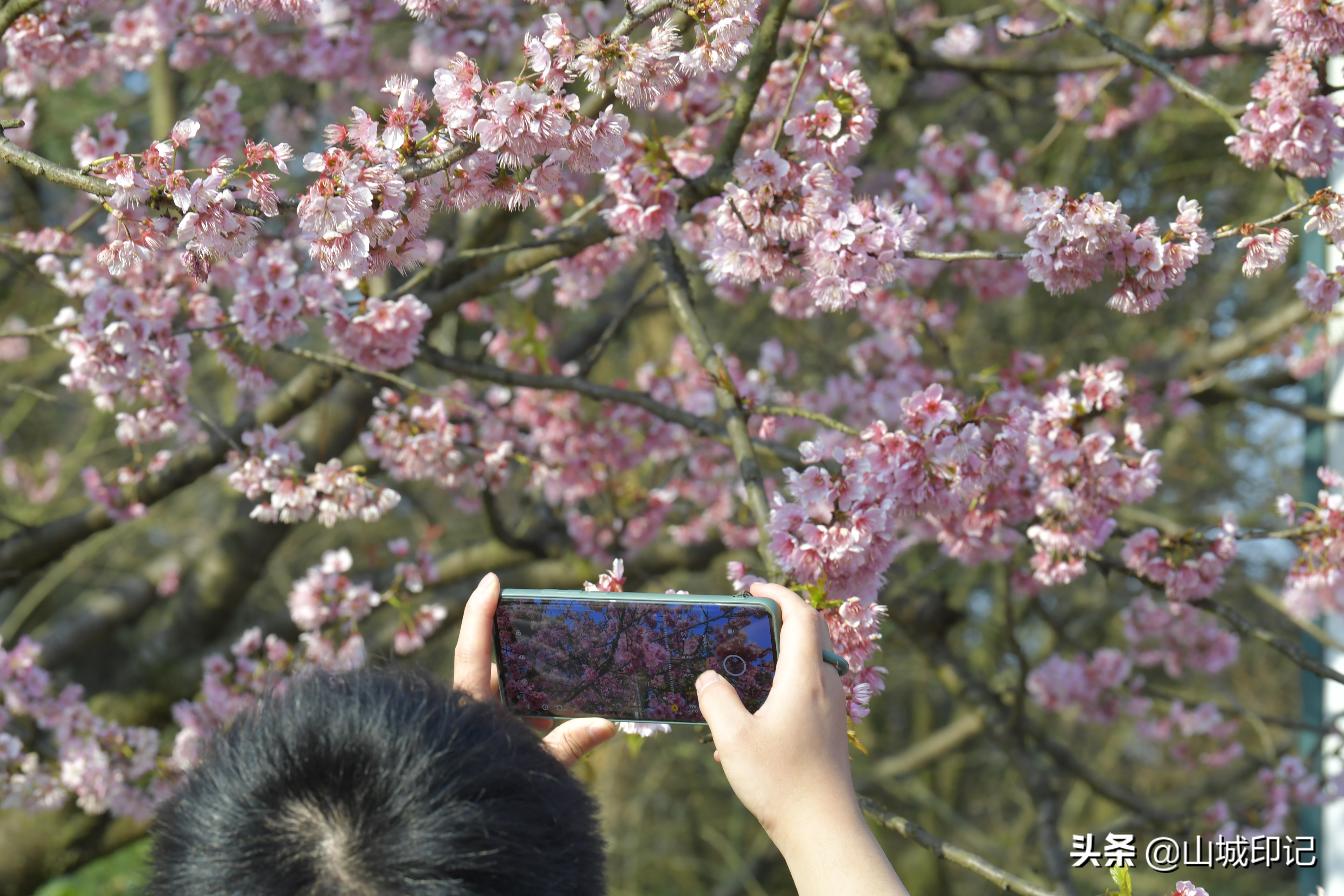 穿日本和服很美很好看,日系和服与樱花拍照姿势