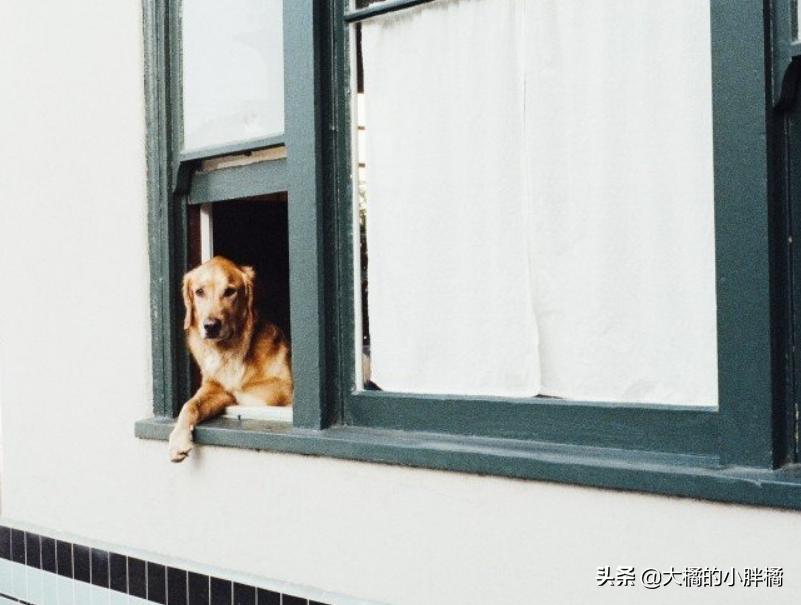 梅雨季狗狗皮肤,梅雨季节如何保持狗狗身体干燥