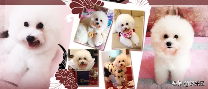 狗女来大姨妈了，铲屎官们知道要怎么处理吗？