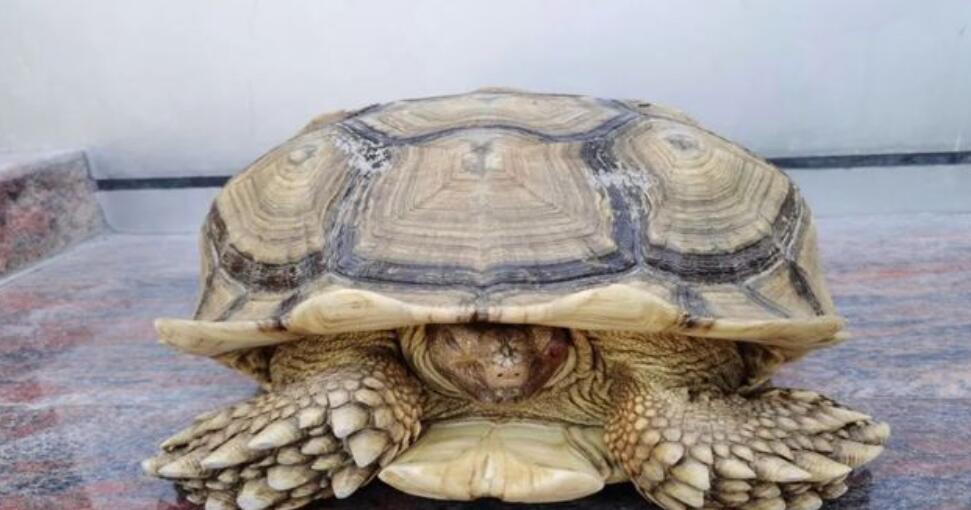 苏卡达陆龟被丢垃圾桶了,苏卡达陆龟乌龟火化