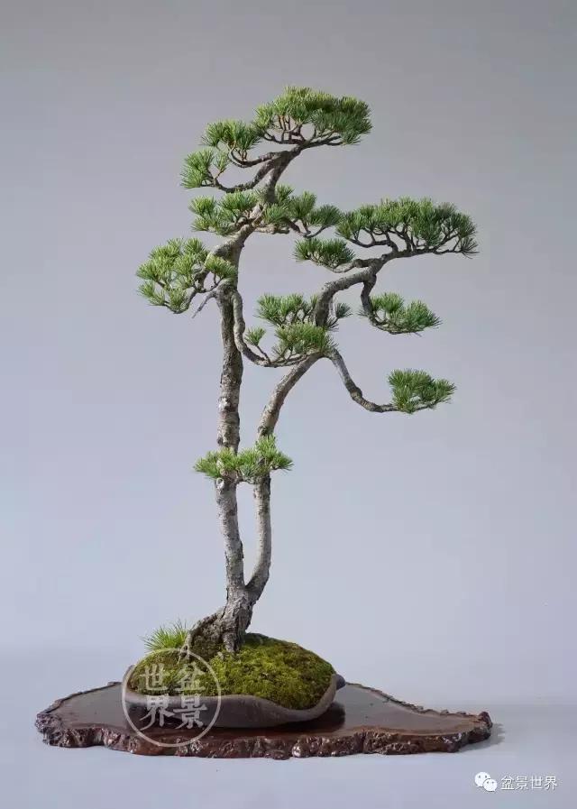 松树盆景经典大片,大斜杆式盆景得金奖作品松树