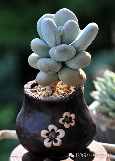 适合云南养的多肉,云南露养最好养活的多肉