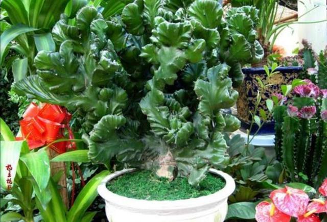 养玉麒麟的正确方法,玉麒麟四季常青