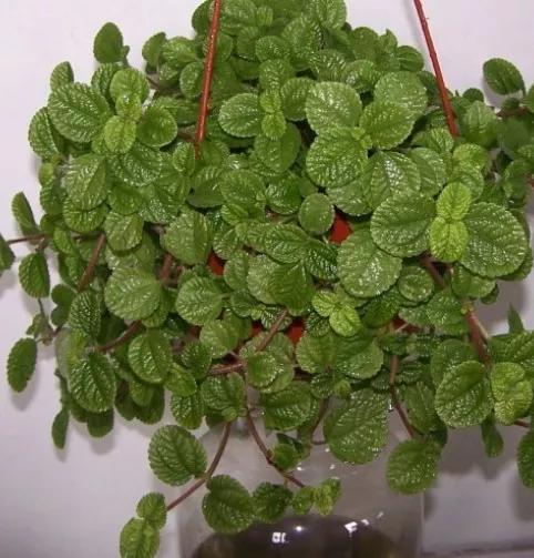 甲醛潜伏于室内多高的位置,甲醛吸入20天会怎么样