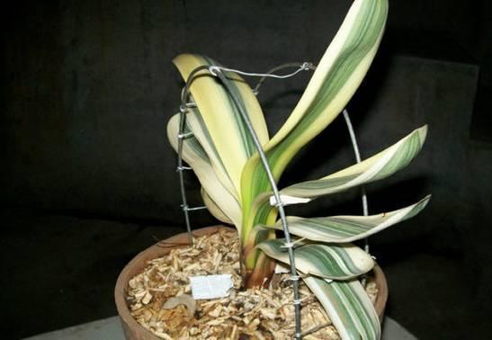 君子兰怎么养最好看看专家怎么说,最贵君子兰9999万图片