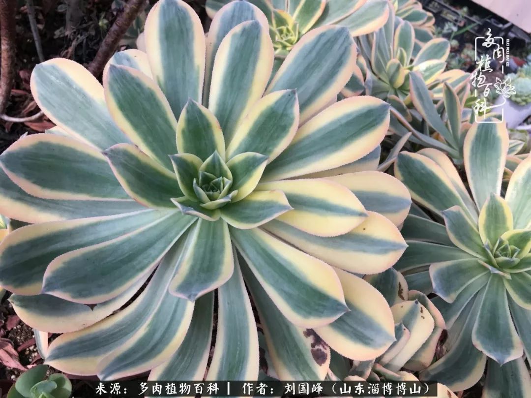 多肉安全度夏技巧,多肉如何度夏教学