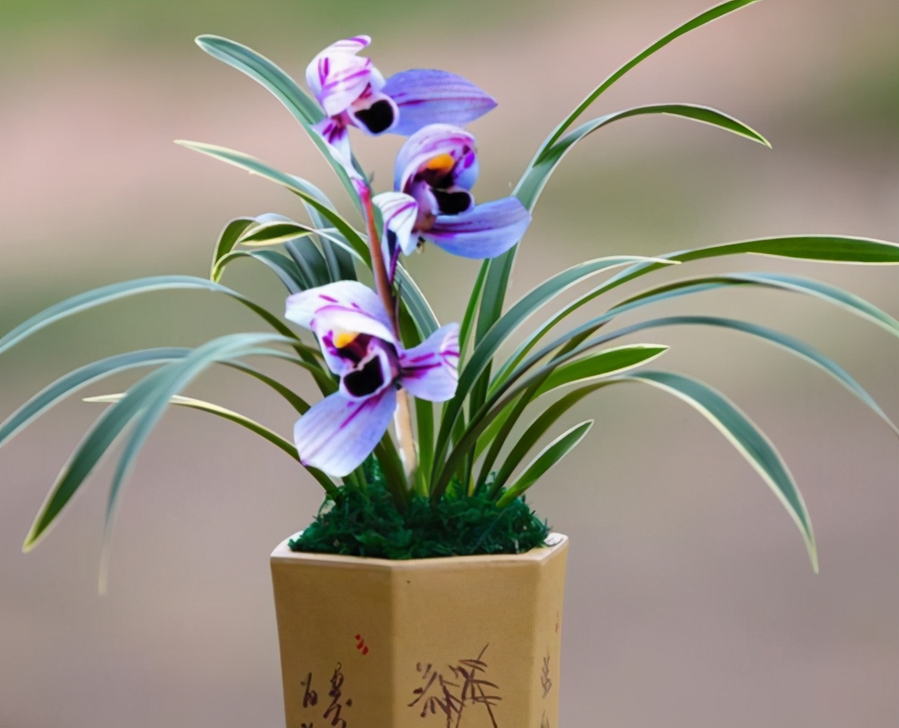 超级好养的荷瓣兰,兰花莲瓣兰金边品种