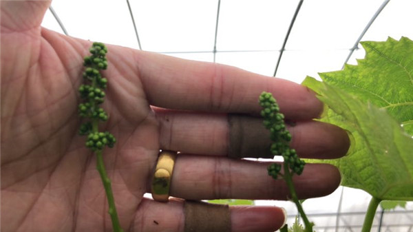 葡萄园哪种喷雾比较好,葡萄园喷雾方法