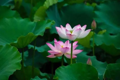 沈阳夏季赏荷旅游攻略,沈阳周边赏荷胜地