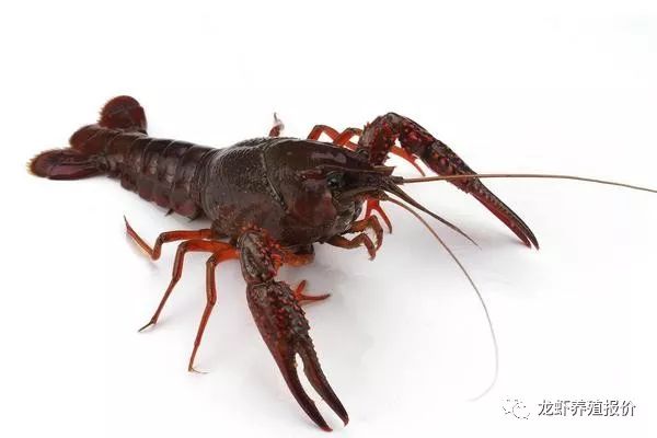 养殖小龙虾的市场前景如何,未来5年养殖小龙虾行情