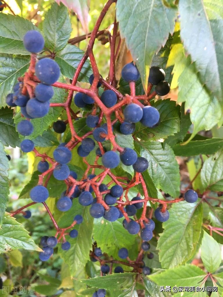 山东农村常见的野果,70年代东北野果