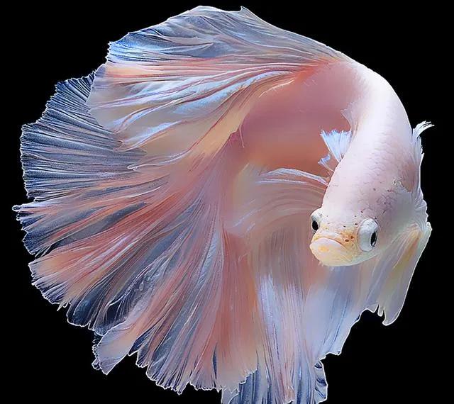 养观赏鱼新手入门教程,新手养观赏鱼养什么鱼好