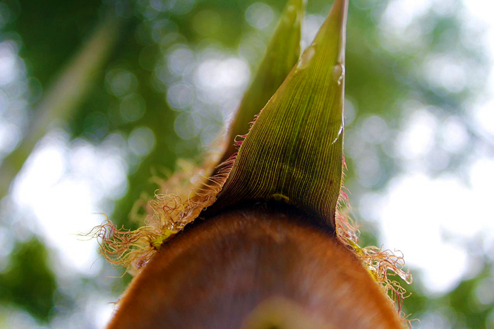 竹笋的种植方法全过程视频,怎么种植可以吃的竹笋