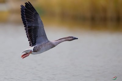 鸿雁是怎么产生的,鸿雁背后的真实故事