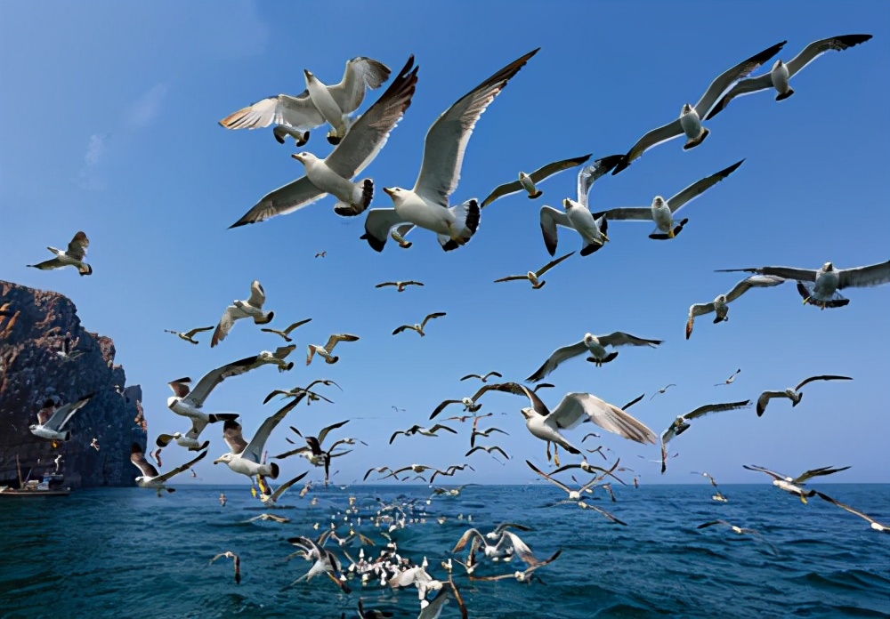 海鸟为什么会有季节性,海鸟能养活嘛