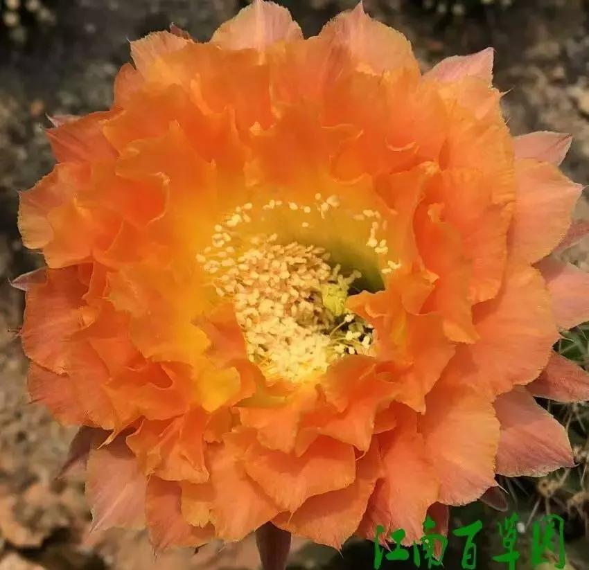 100种仙人球花图片,100种仙人球的品种视频