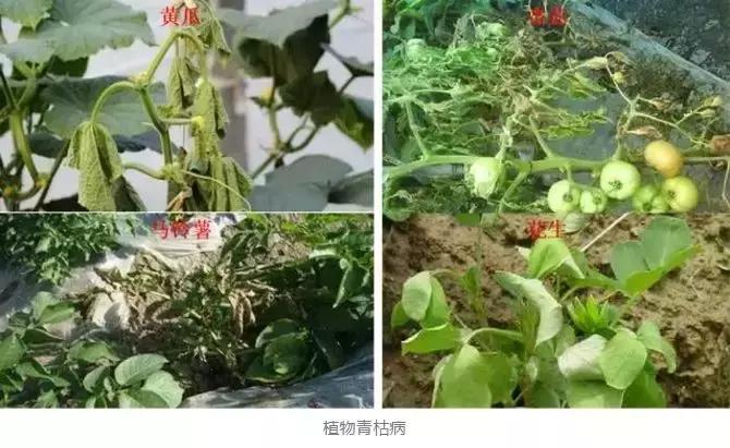 蔬菜细菌病害有哪些药,植物真菌细菌病害用什么药