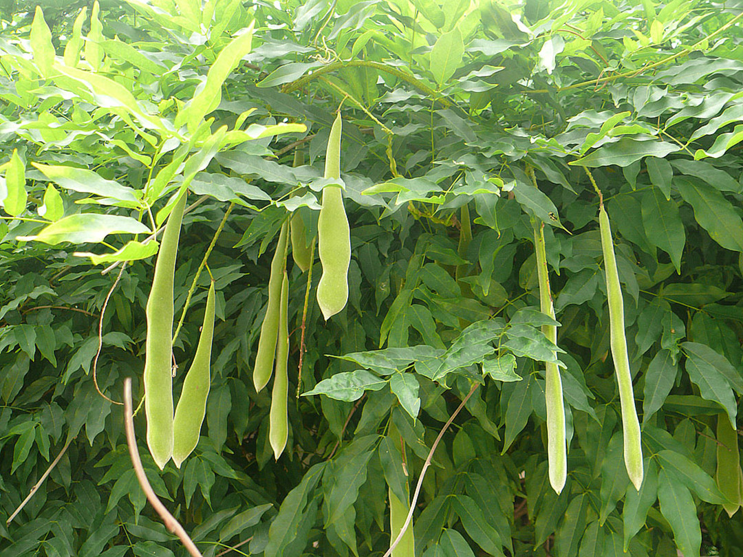 皂荚树现在还有吗,皂荚树经历辉煌又被嫌弃