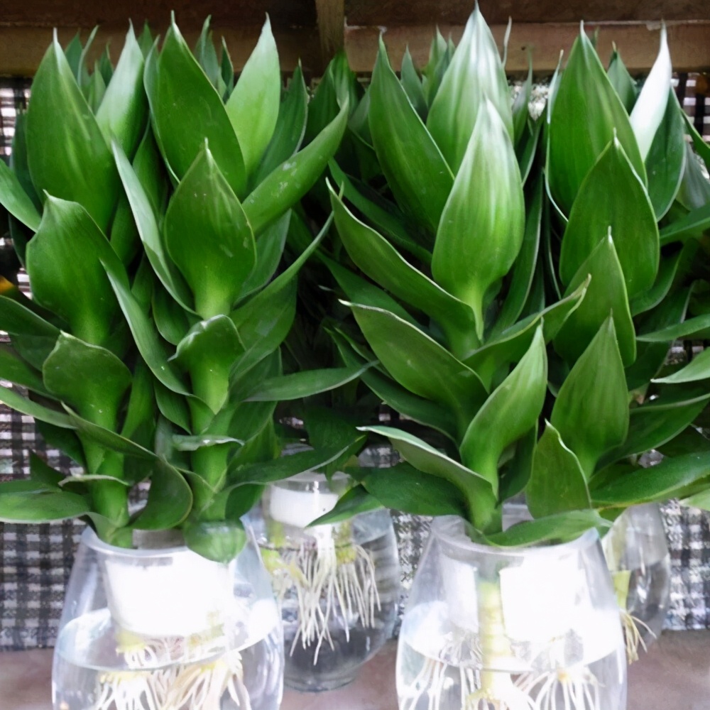 竹报平安富贵竹发黄根发黑,富贵竹叶子发黄还能长出新叶子吗