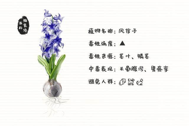 绿萝有毒长寿花有毒吗,绿萝有毒吗什么花有毒