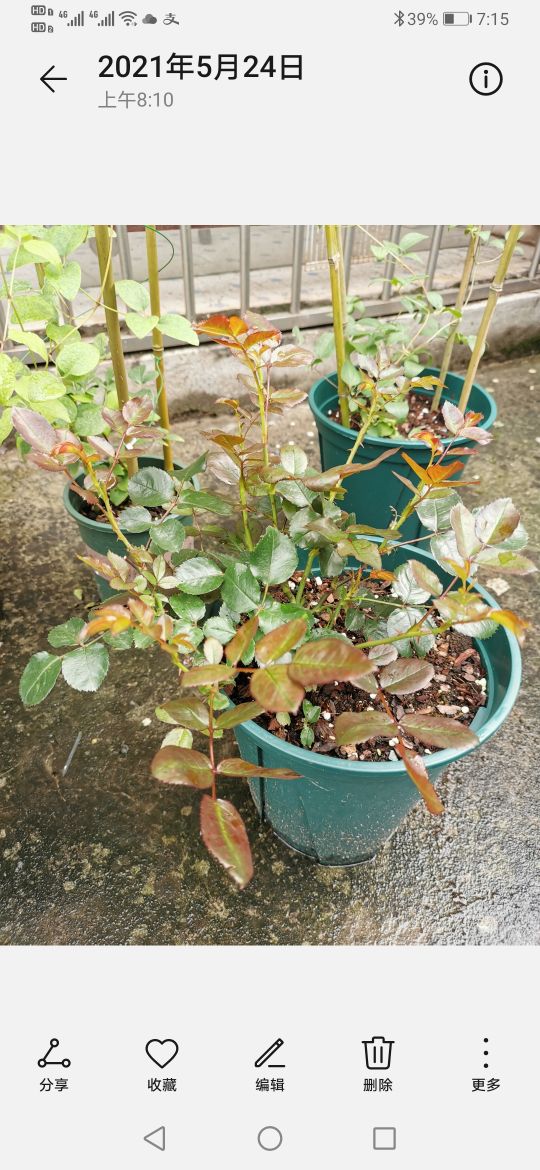 优秀月季品种推荐,正宗佛罗伦蒂娜月季