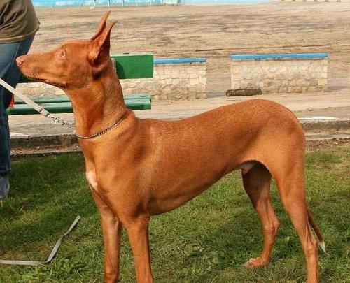 猎犬选什么犬好,狗狗猎犬有哪几种