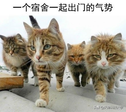 大学生生活真实案例,大学生真实生活实录