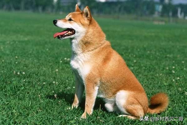 农村说四喜是什么意思,民间有四喜是指哪四喜