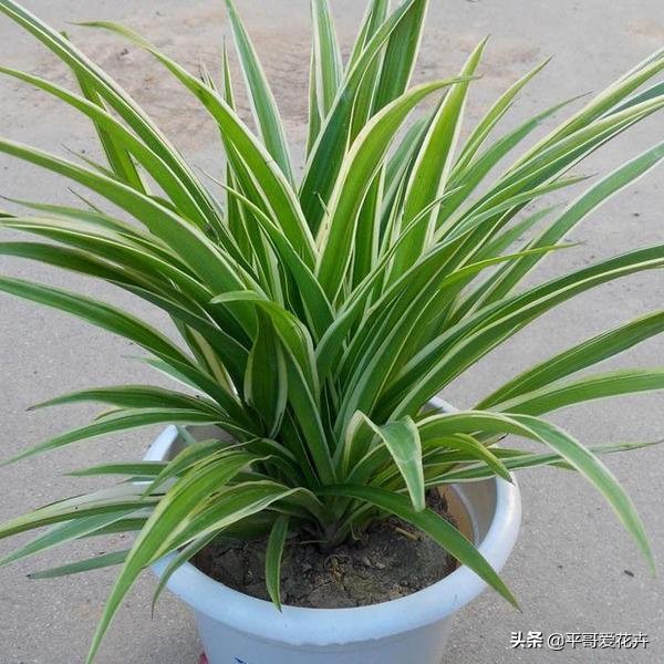 这3种花别碰,这3种花不要养